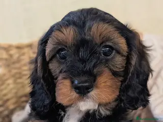 Cavapoo perros Excelente camada CAVAPOO - Anuncio 2