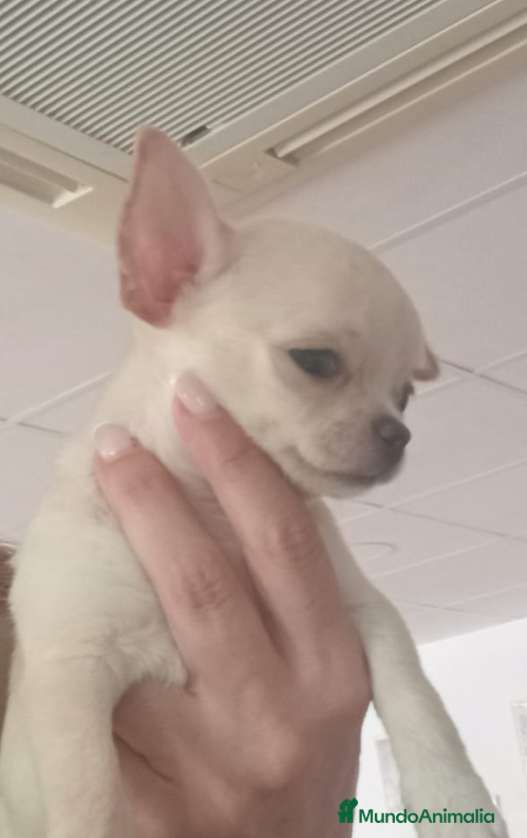 Chihuahua perros Chihushua mini  - Anuncio 2