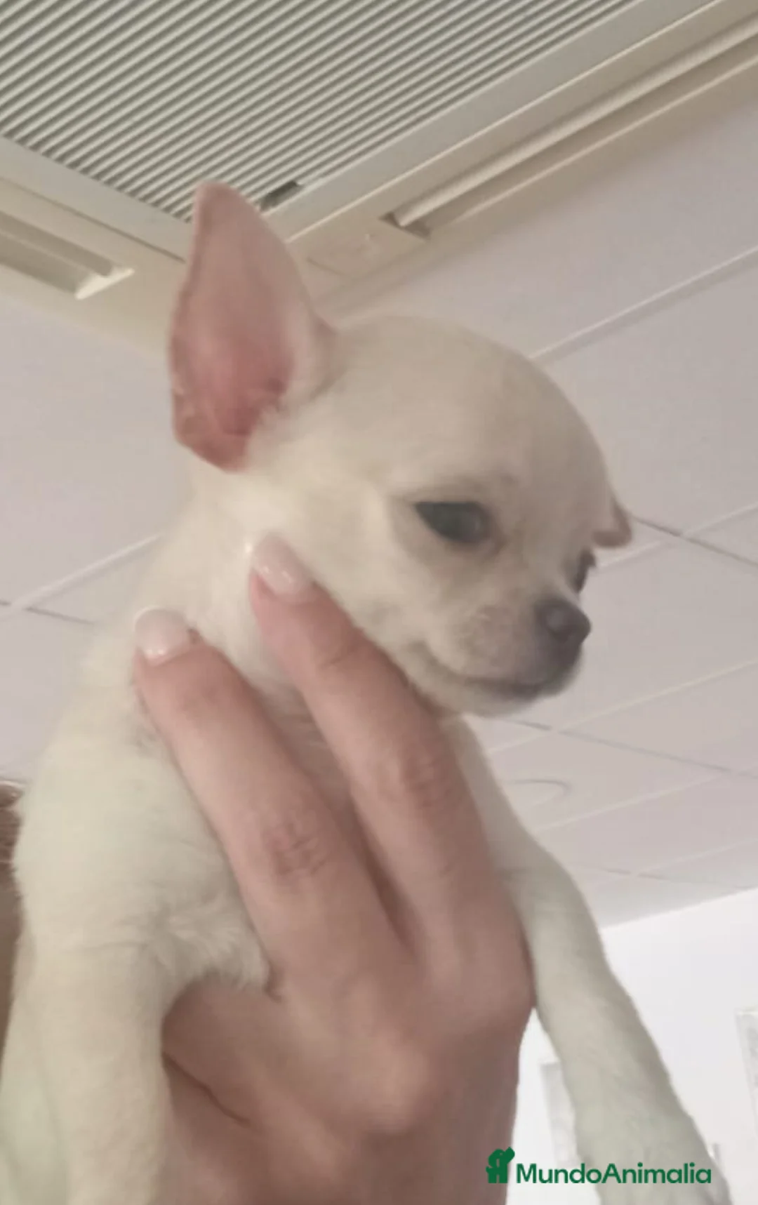 Chihuahua perros en venta: Chihushua mini  - Anuncio 1