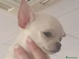 Chihuahua perros Chihushua mini - Anuncio 2