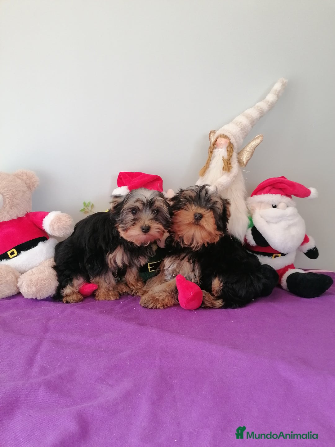 Yorkshire Terrier perros en venta: Yorkshire terrier  - Anuncio 5