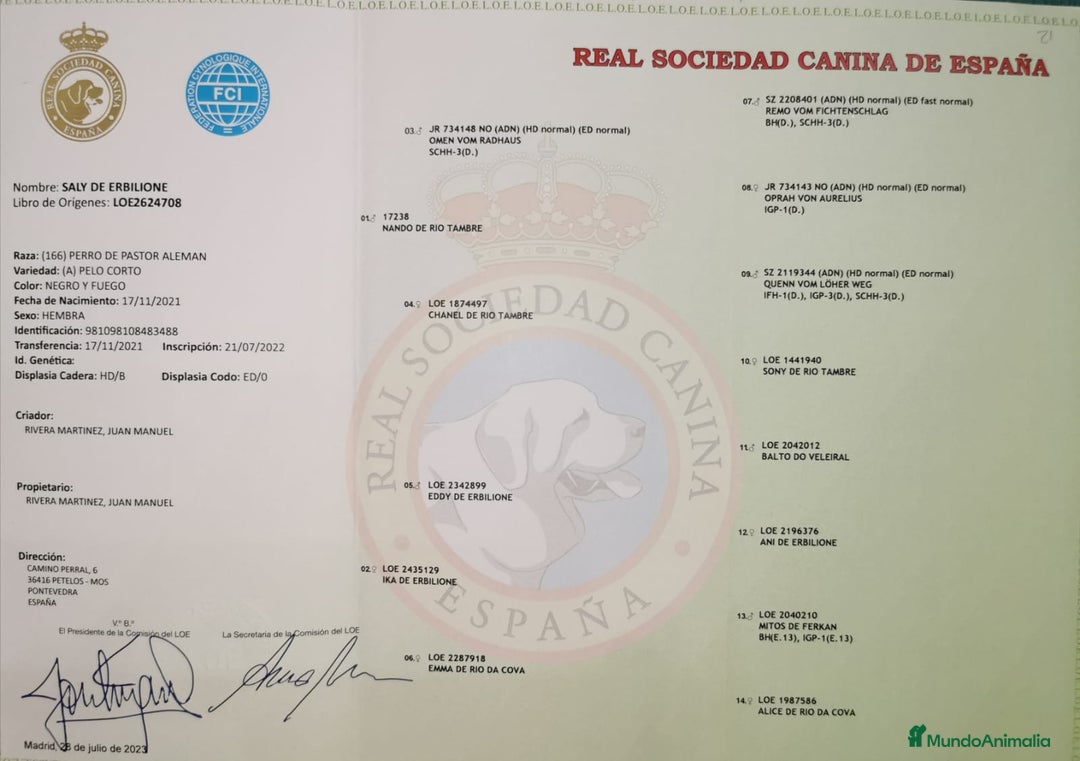 Pastor Alemán perros en venta: CACHORROS PASTOR ALEMÁN  - Anuncio 16