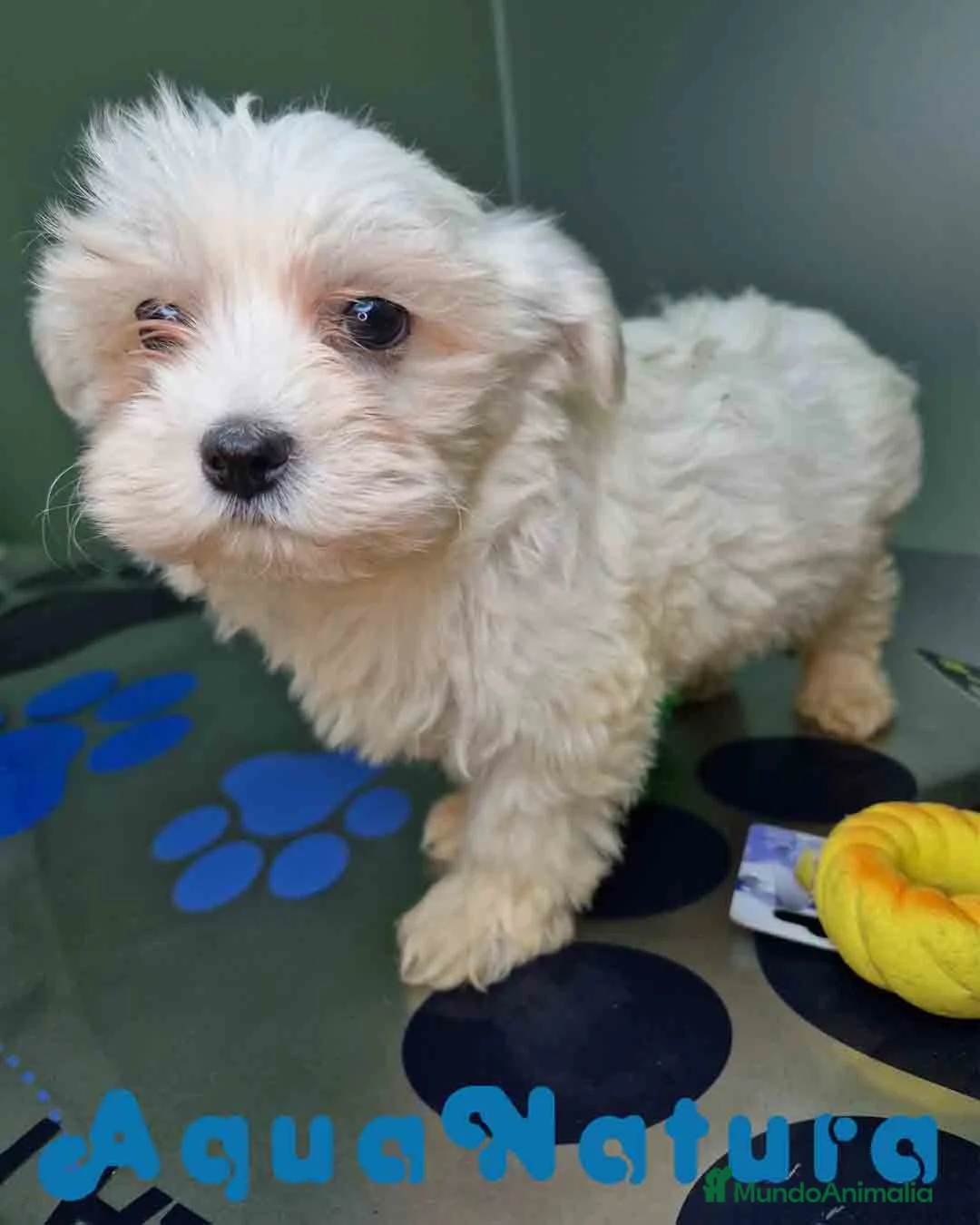 Bichón Maltés perros en venta: Bichon Maltes Hembra 2 AQUANATURA - Anuncio 5