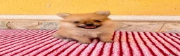 Pomerania perros en venta: Pomerania  - Anuncio 5