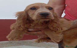 Cocker Spaniel Inglés perros en venta: Cocker - Imagen 2