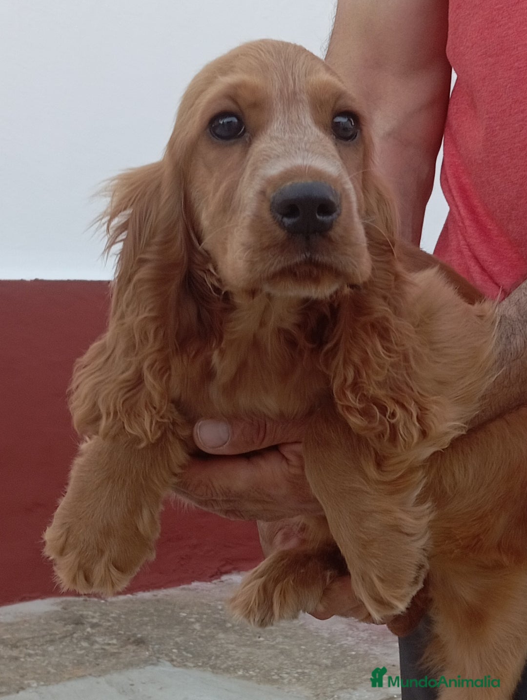 Cocker Spaniel Inglés perros en venta: Cocker - Imagen 2