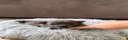 Pomerania perros en venta: pomerania  - Anuncio 6