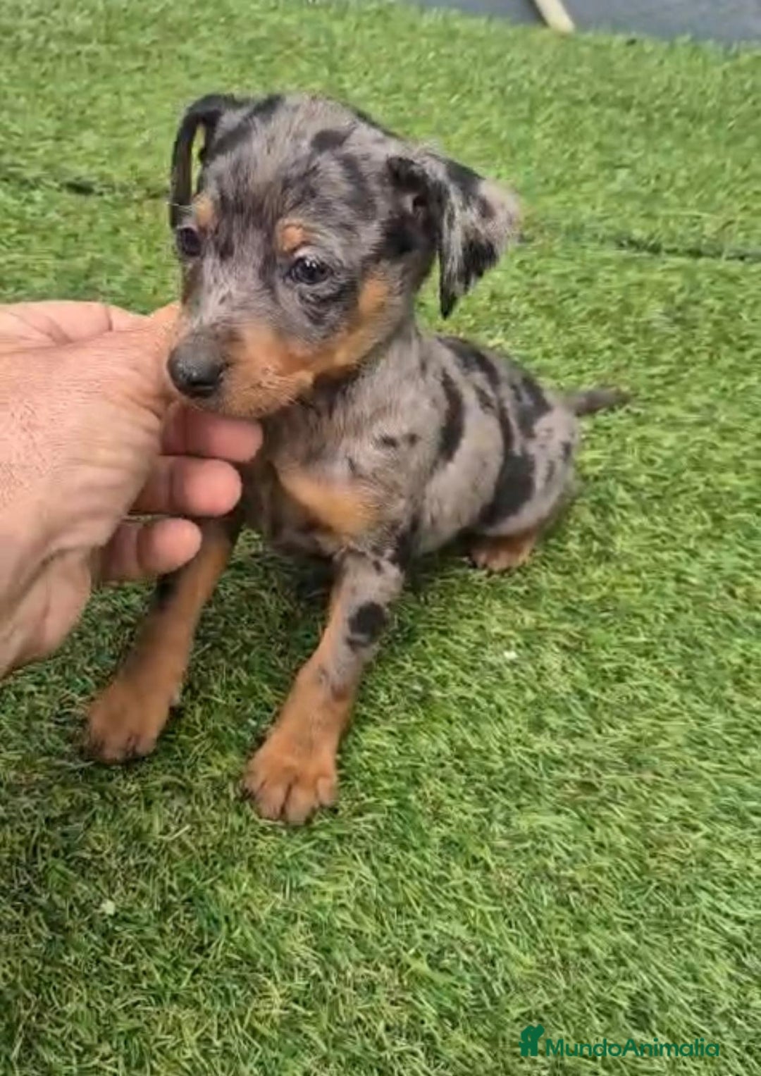 Pinscher Miniatura perros en venta: Pinscher miniatura merle - Anuncio 5