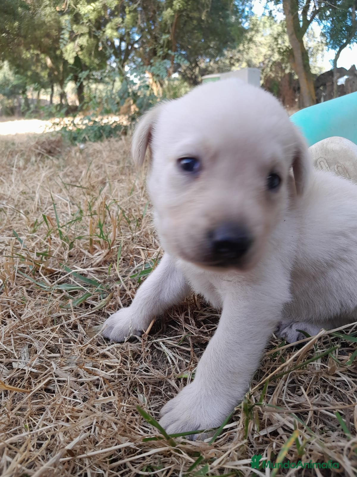 Labrador Retriever perros Precisosos Labrador Retriever - Anuncio 2