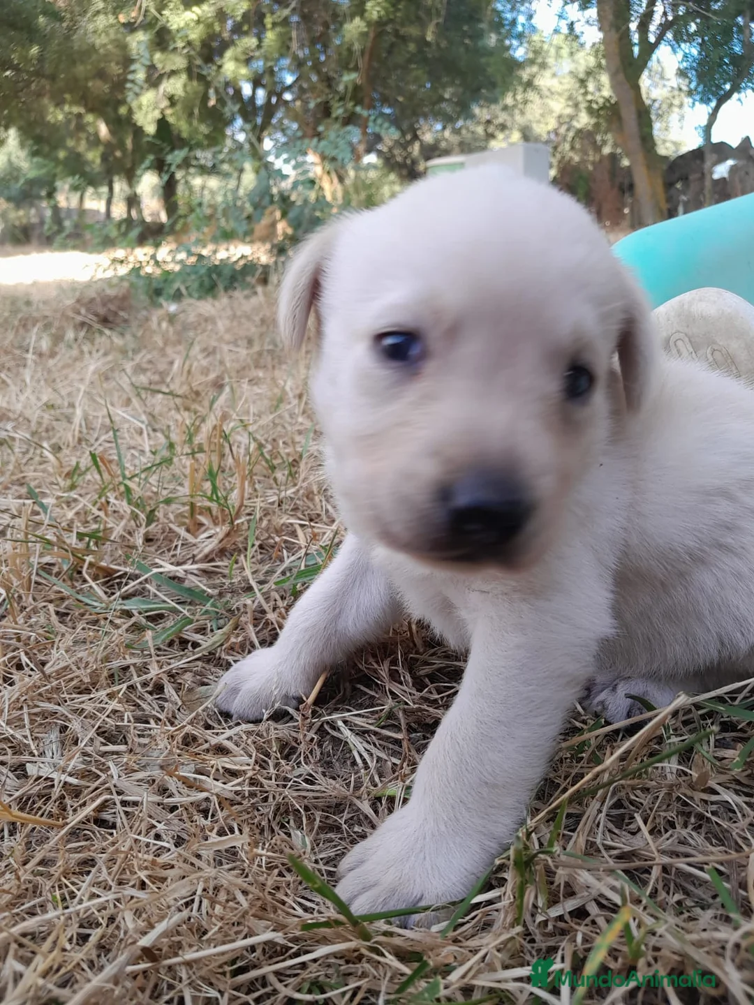 Labrador Retriever perros en venta: Precisosos Labrador Retriever - Anuncio 2