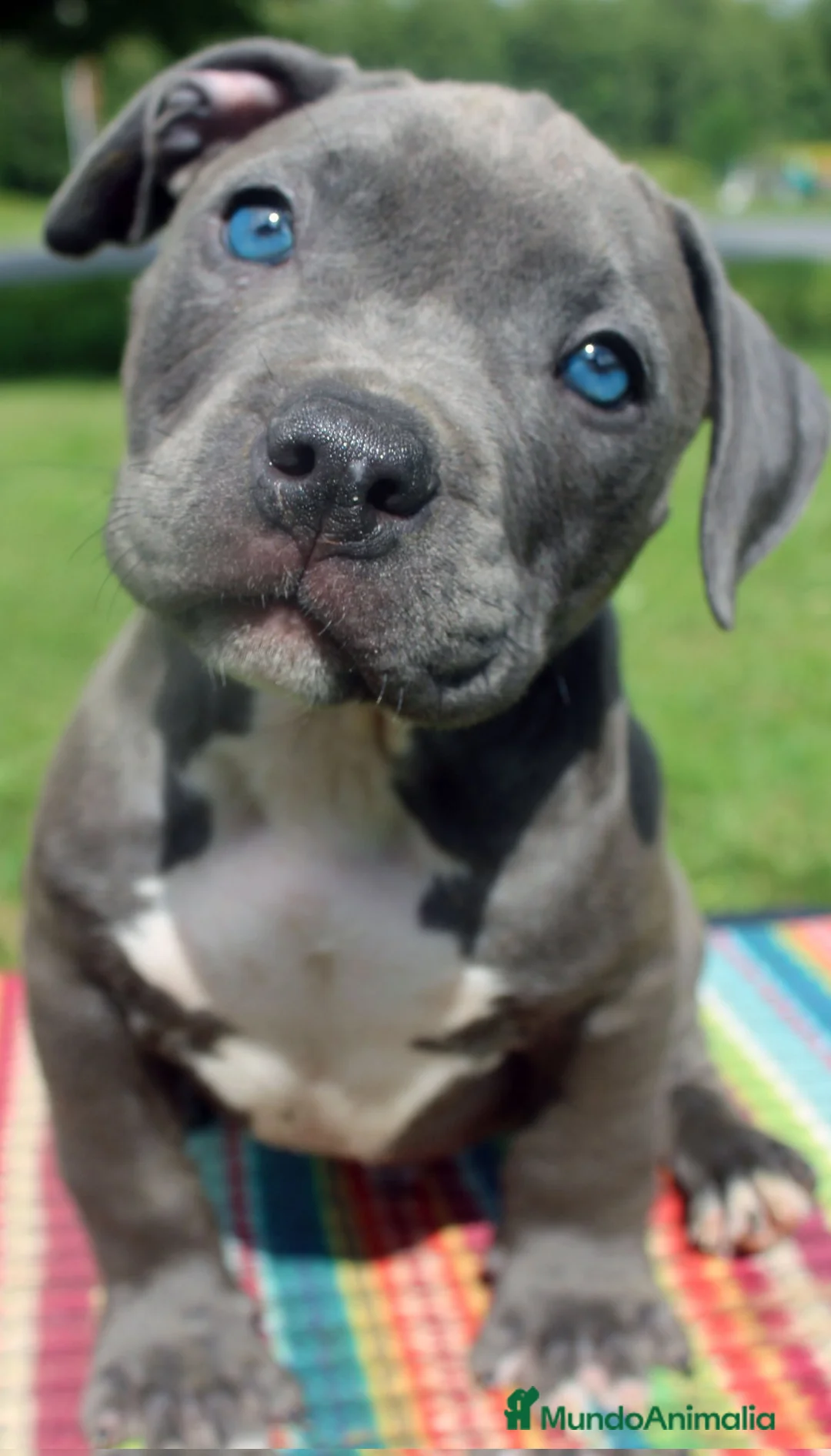 American Staffordshire-Terrier perros en venta: AMERICAN STAFFORD BLUE OJOS AZULES DE GRAN CALIDAD en Sevilla - Anuncio 5