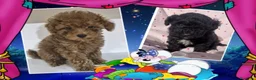Caniche Toy perros en venta: Ocasion especial, hembritas toy - Anuncio 1