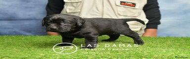 Labrador Retriever Hembra 2