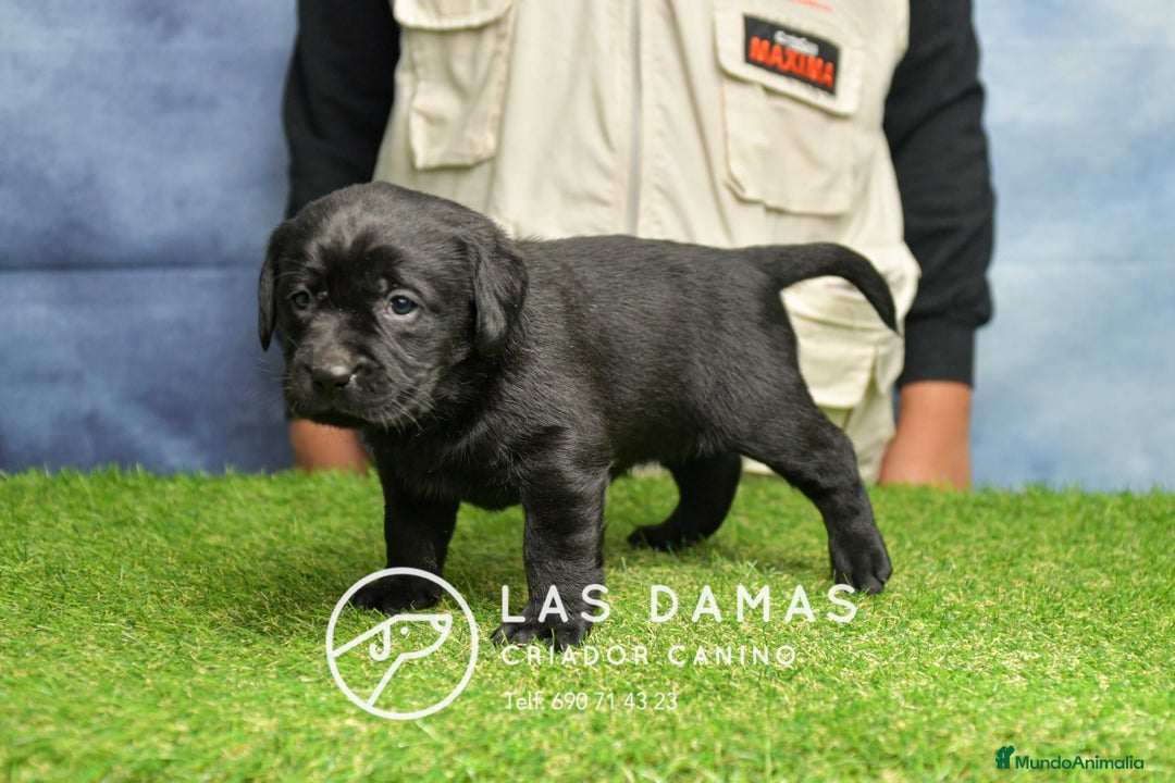 Labrador Retriever perros en venta: Cachorros de labrador negro - Anuncio 4