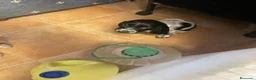 Cocker Spaniel Inglés perros en venta: Cachorros cocker inglés  - Anuncio 5