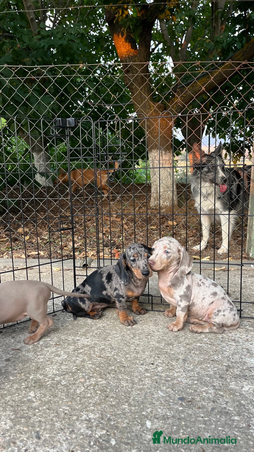 Teckel perros en venta: Camada de Teckel capa exótica  - Imagen 11