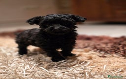 Caniche Toy perros en venta: CAMADA DE CANICHE TOY  - Imagen 1