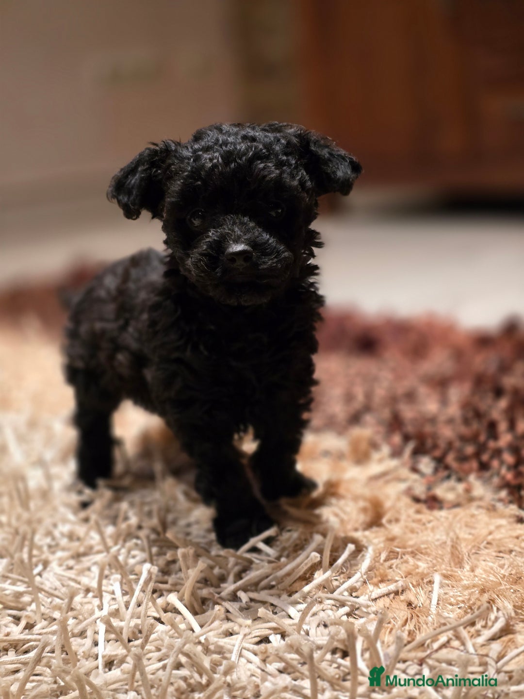 Caniche Toy perros en venta: CAMADA DE CANICHE TOY  - Imagen 1