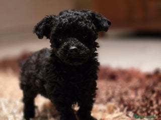 Caniche Toy perros - Anuncio 1