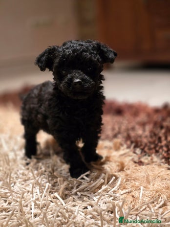 Caniche Toy perros - Anuncio 1