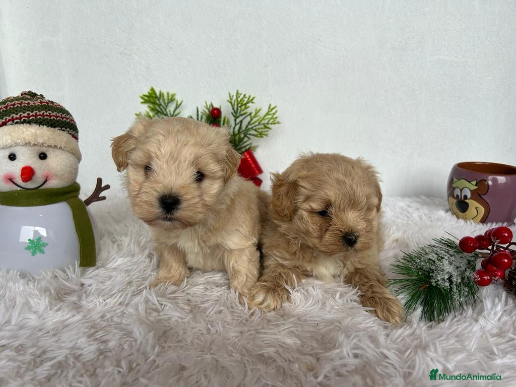Maltipoo perros CAMADA DE MALTIPOO  - Anuncio 16