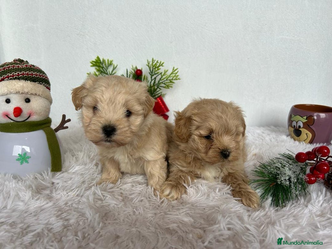 Maltipoo perros en venta: CAMADA DE MALTIPOO  - Anuncio 1