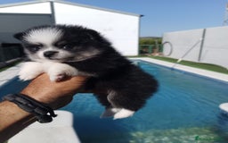 Pomerania perros en venta: Pomeranias - Imagen 3
