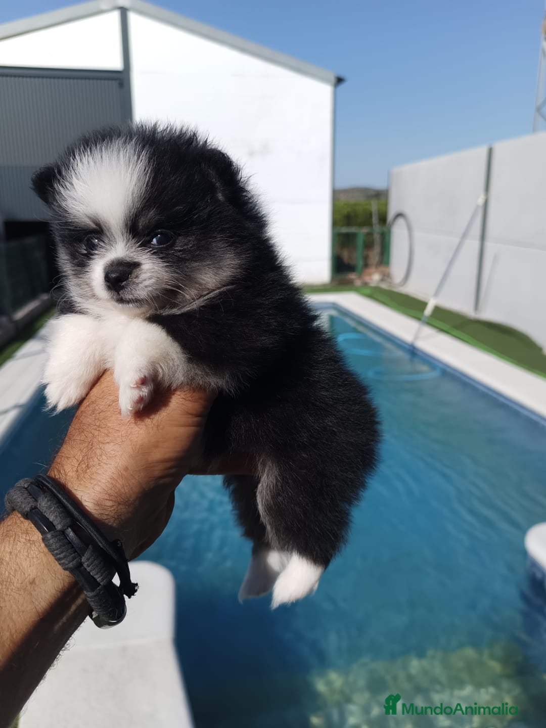 Pomerania perros en venta: Pomeranias - Imagen 3