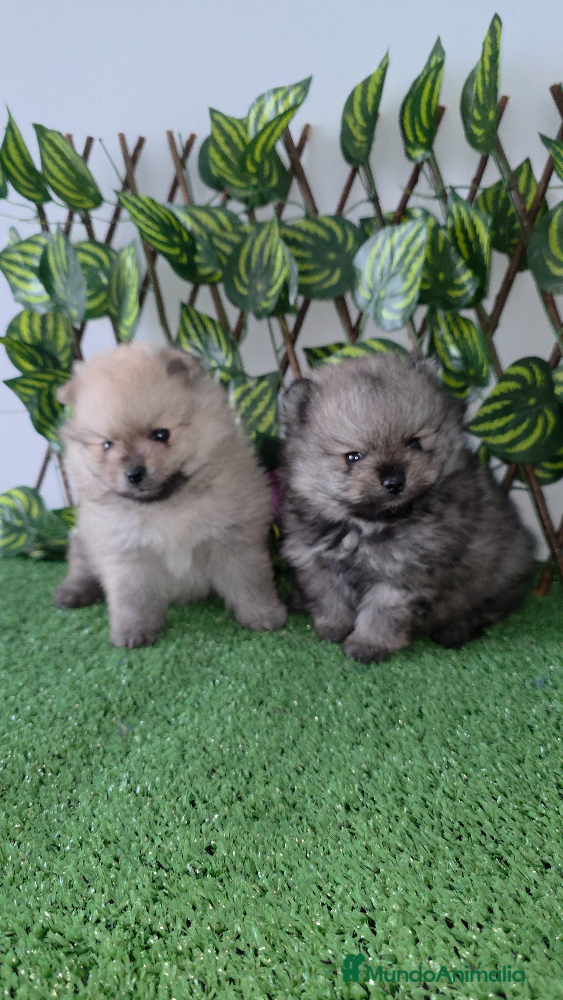 Pomerania perros Lulus pomerania  - Anuncio 1