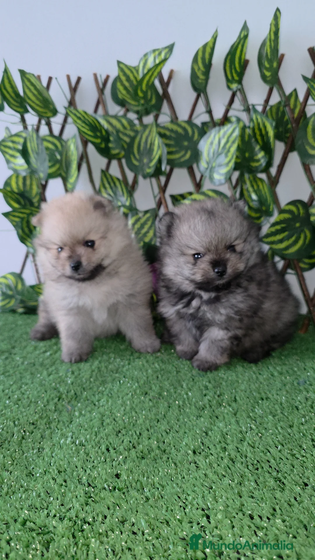 Pomerania perros en venta: Lulus pomerania  - Anuncio 1