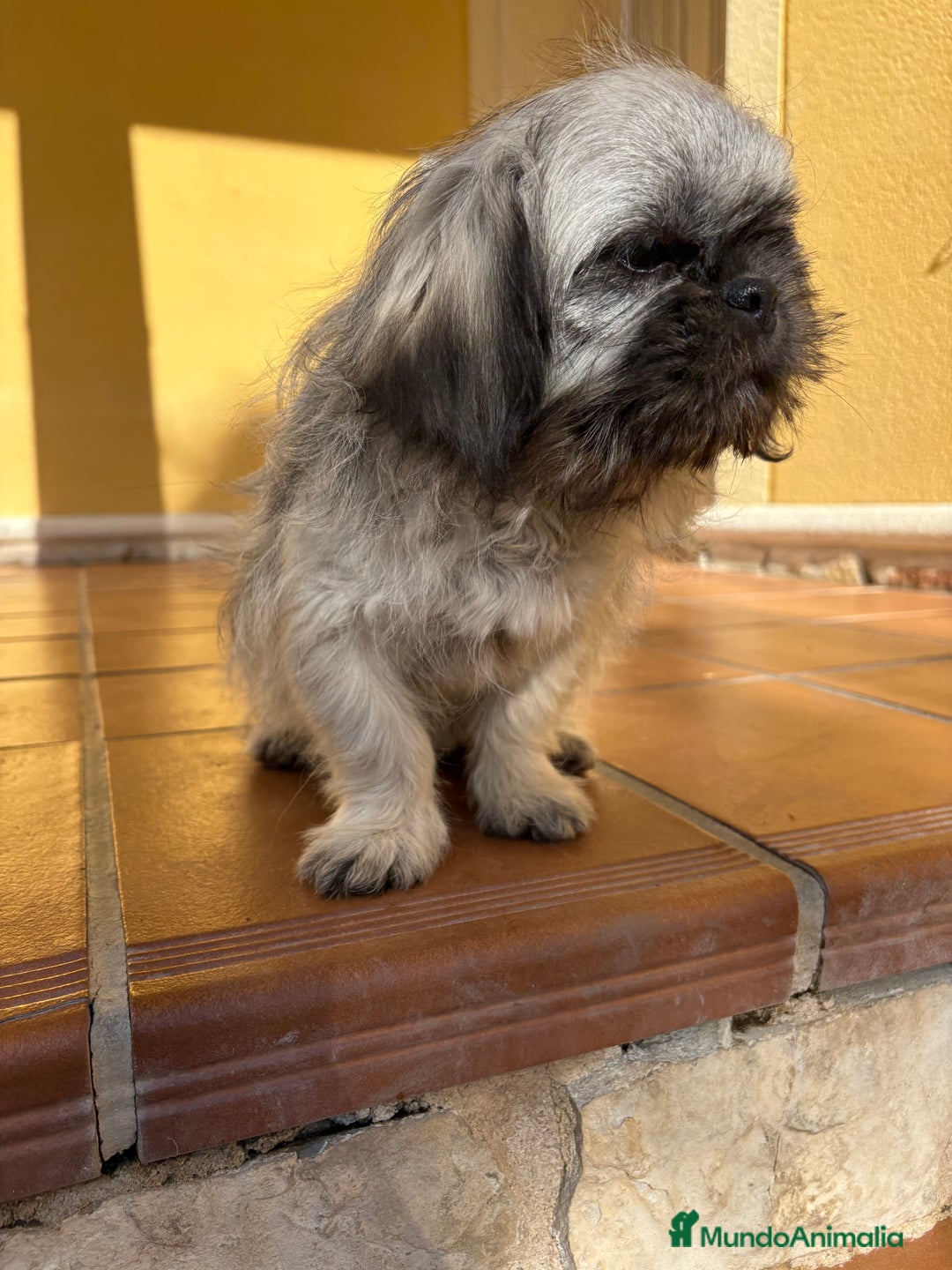 Pekinés perros en venta: Pekines imperial hembra preciosa  - Anuncio 40