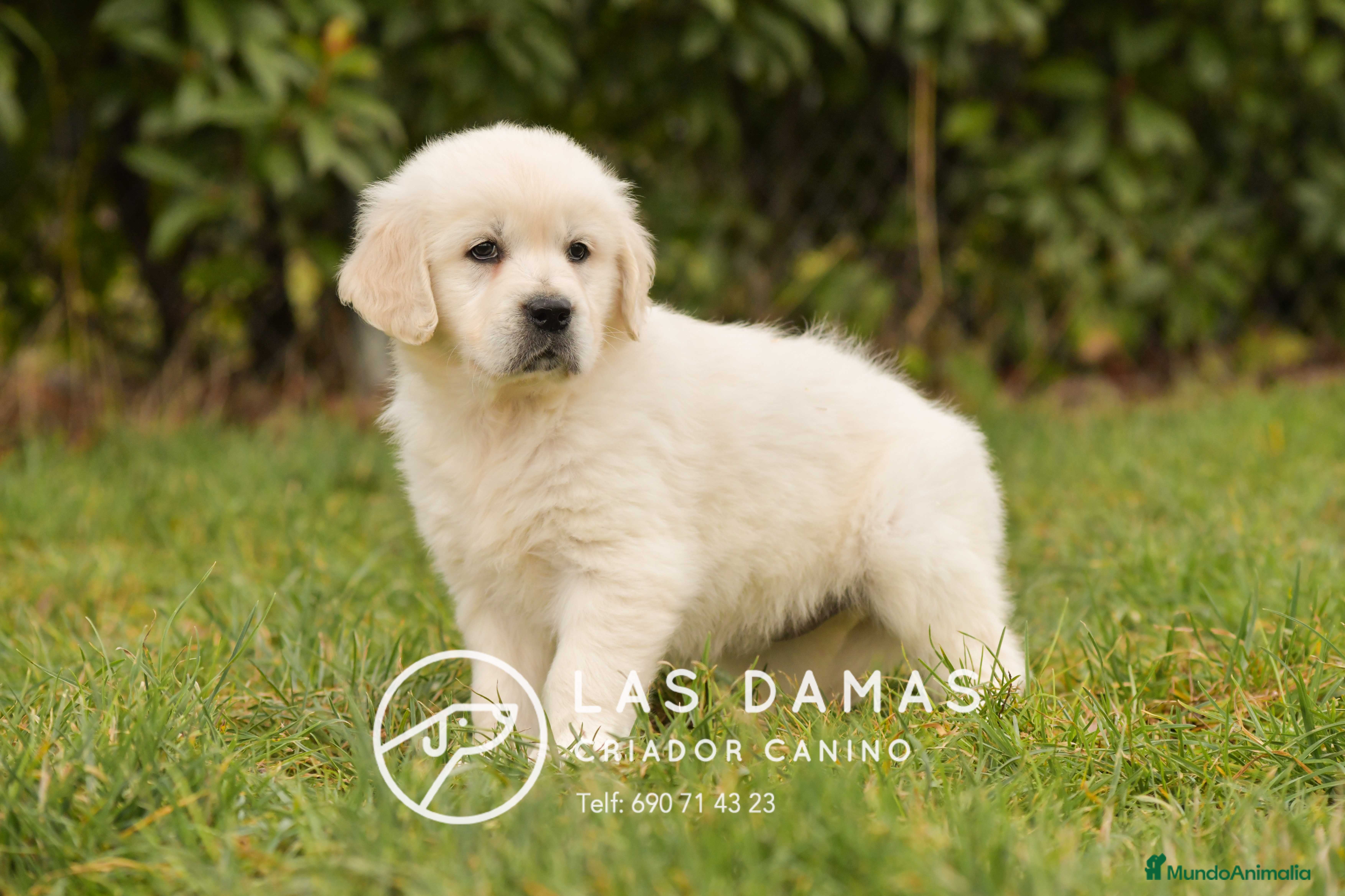 Golden Retriever perros GOLDEN RETRIEVER DISPONIBLES - Anuncio 1