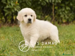 Golden Retriever perros GOLDEN RETRIEVER DISPONIBLES - Anuncio 3