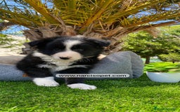 Border Collie perros en venta: BORDER COLLIE - Imagen 2