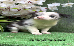Border Collie perros en venta: BORDER COLLIE DE VILLA BIZNAGA - Imagen 33