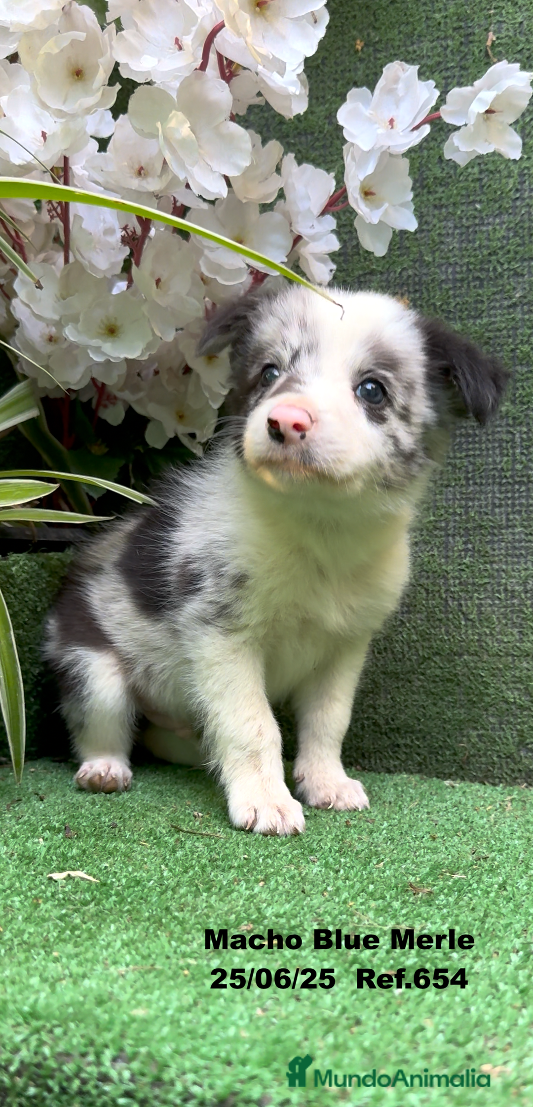 Border Collie perros en venta: BORDER COLLIE DE VILLA BIZNAGA - Imagen 33