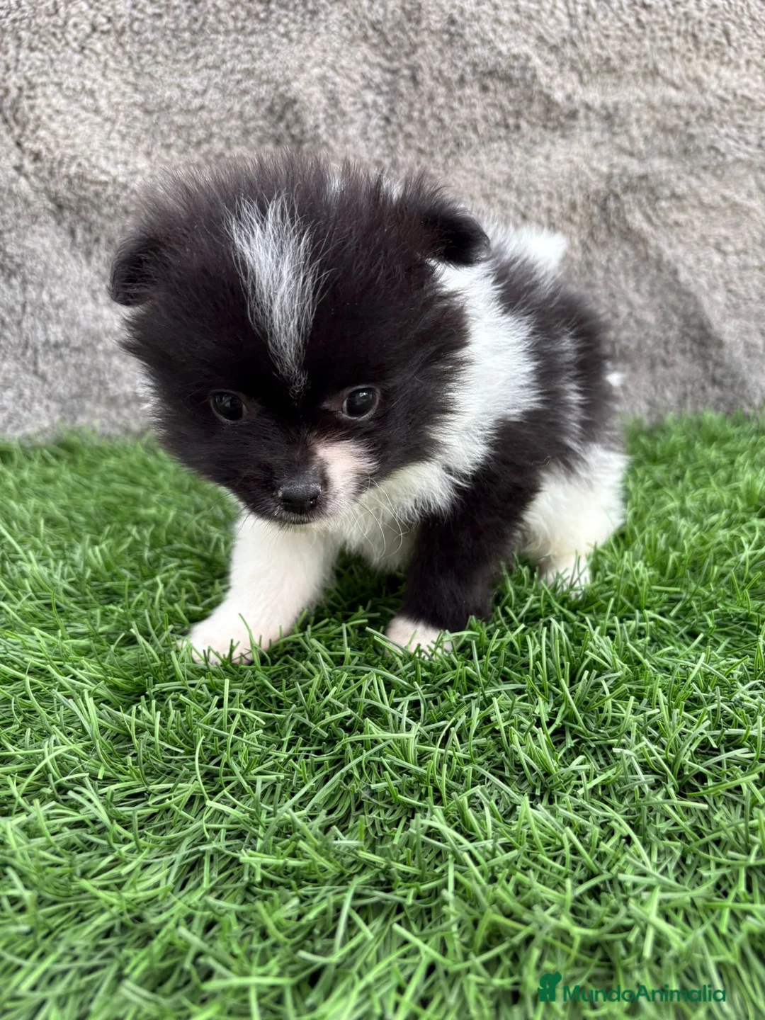 Pomerania perros en venta: Macho toy lulu de Pomerania Party negro blanco  - Anuncio 15