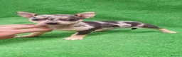 Chihuahua perros en venta: Chihuahuas  - Anuncio 3