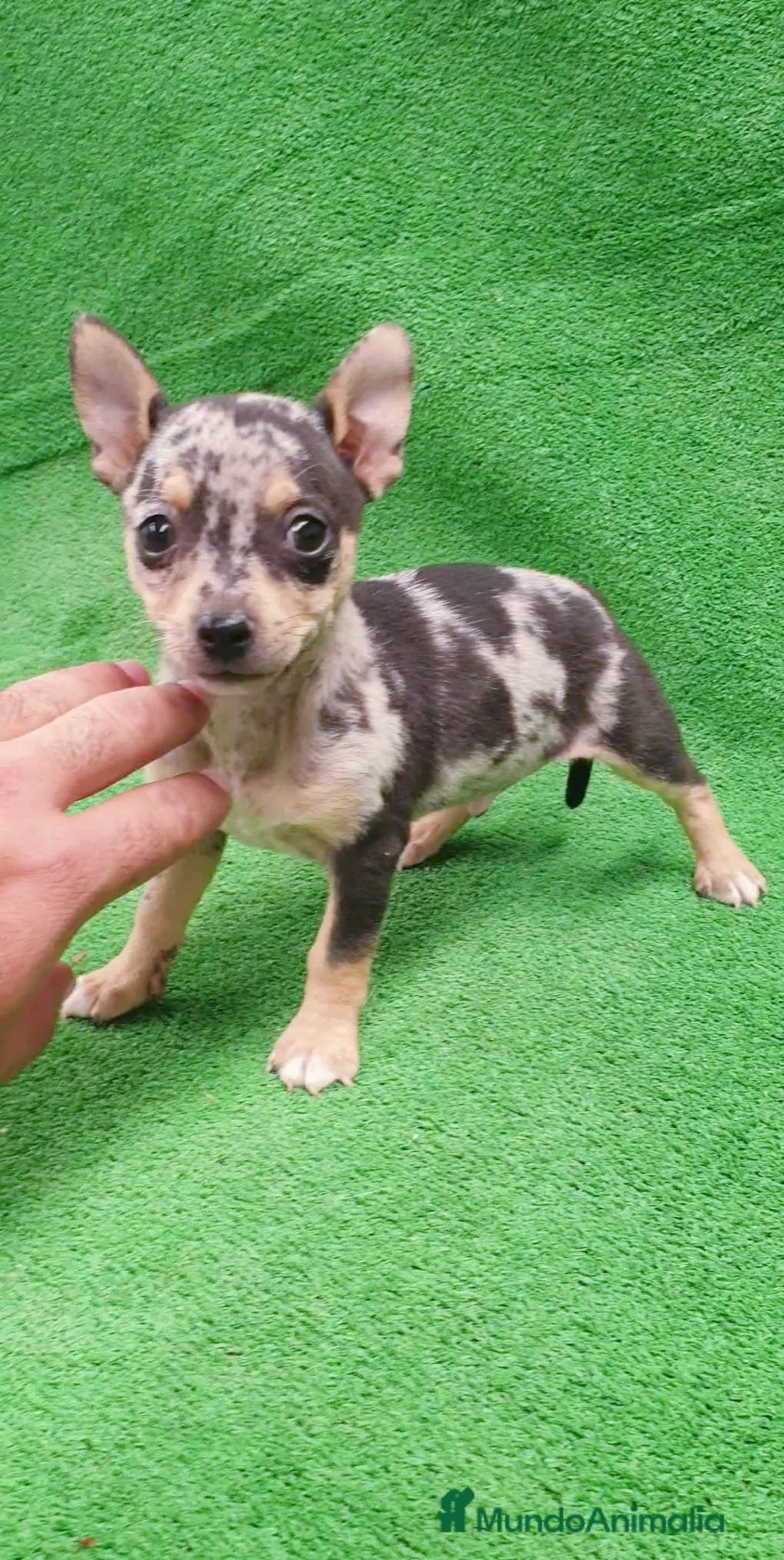 Chihuahua perros en venta: Chihuahuas  - Anuncio 3