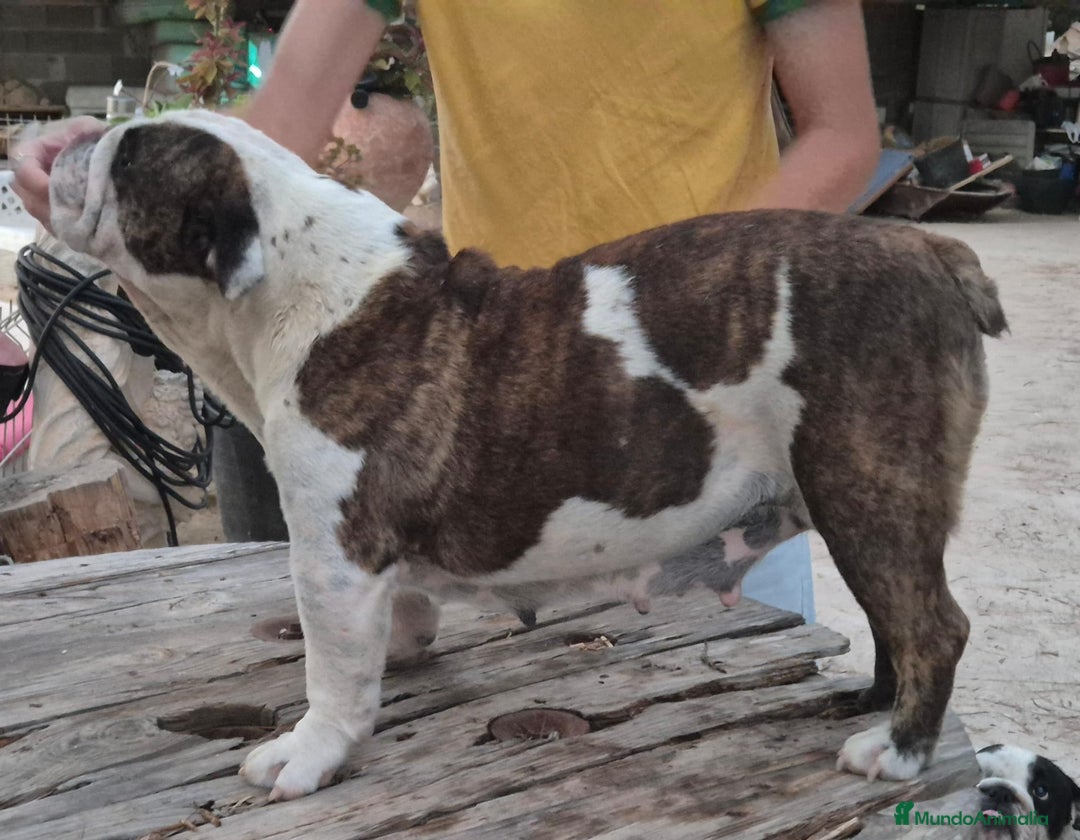 Bulldog Inglés perros en venta: Hembra bulldog ingles  - Imagen 2