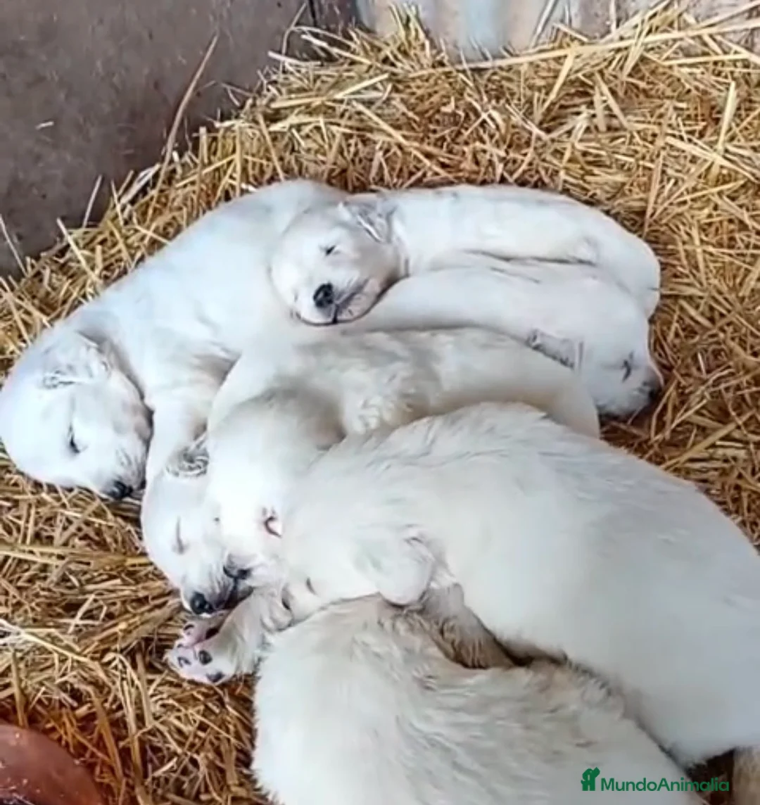 Golden Retriever perros en venta: Golden retriever  - Anuncio 1