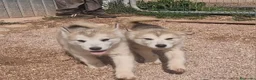 Alaskan Malamute perros en venta: Hembras de Alaskan Malamute  - Anuncio 9