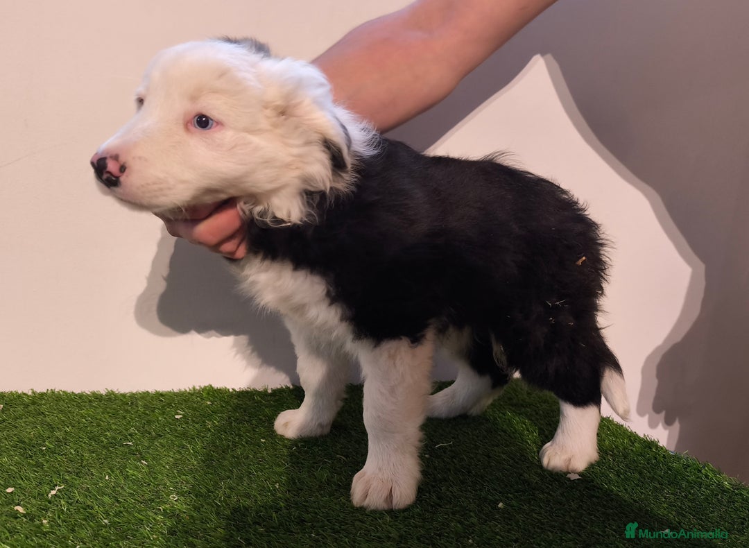Border Collie perros en venta: Cachorros border collie de belleza, ojos azules! - Anuncio 3