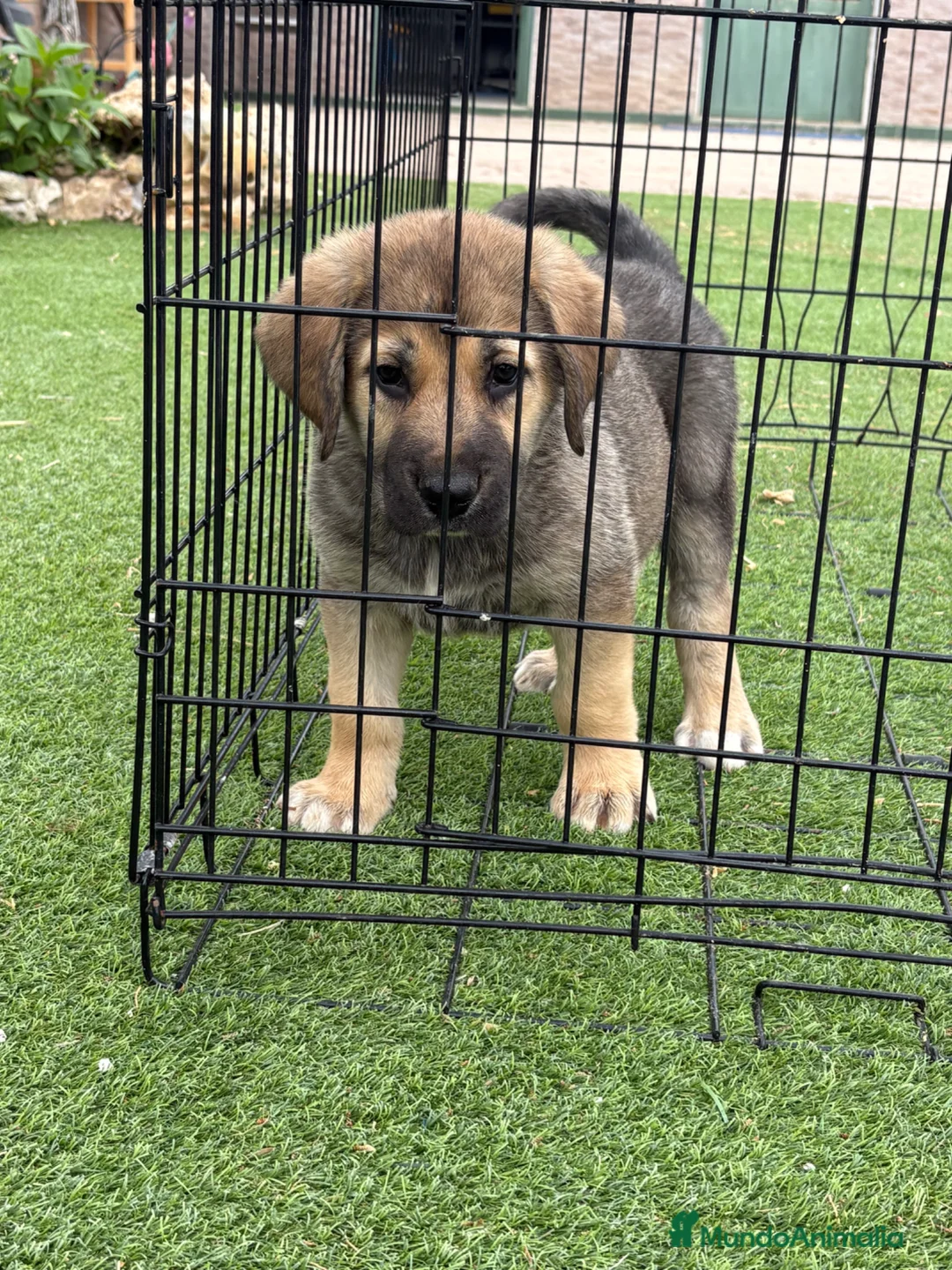 Pastor de Asia Central perros en venta: Alabai  - Anuncio 1