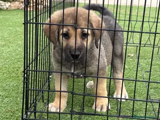 Pastor de Asia Central perros Alabai - Anuncio 13