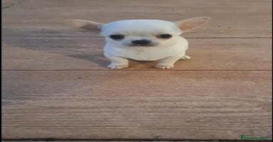 Chihuahua perros en Murcia - Anuncio 13
