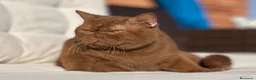 Británico de Pelo Corto gatos en venta: BRITISH SHORTHAIR CHOCOLATE - Anuncio 5