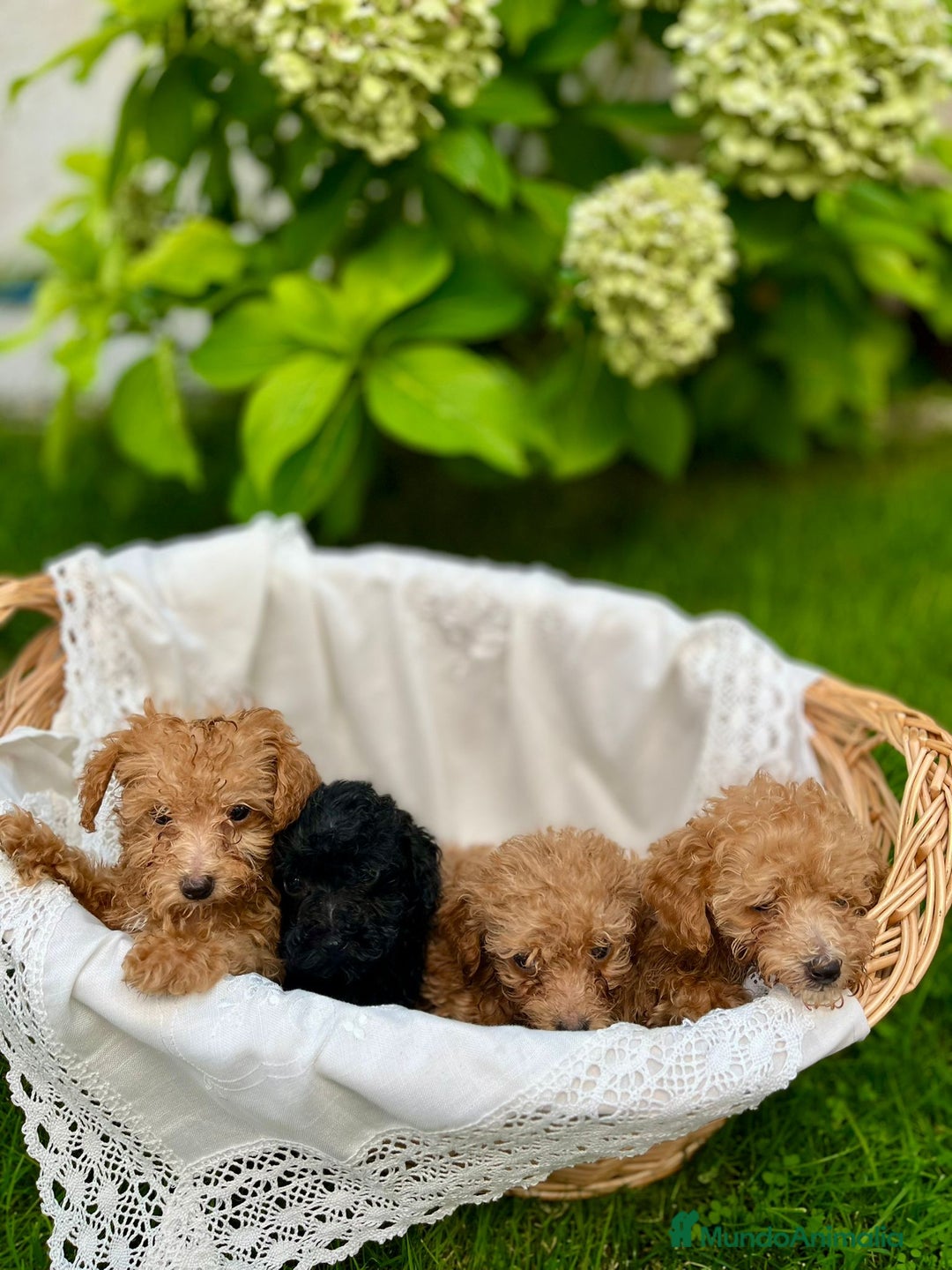 Caniche Toy perros en venta: Caniche toy - Anuncio 1