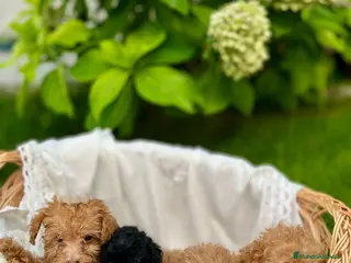 Caniche Toy perros Caniche toy - Anuncio 27