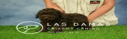 Caniche Enano perros en venta: Caniche Enano - Anuncio 4